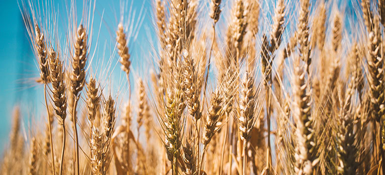 1702crise agricole